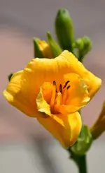 DSC_0367.webp