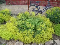 Alchemilla mollis.webp