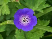 Geranium Rozanne.webp