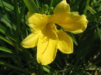 stella_1067x800.webp