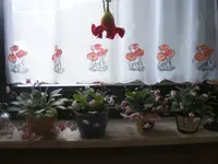 Veilchenparade1.webp
