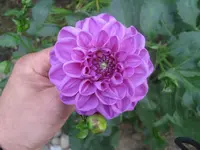 001.webp
