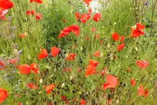 2013_0629Sommer0001.webp
