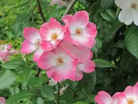 044.webp