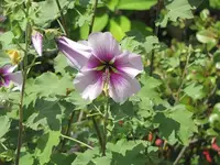 084.webp