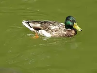 040.webp