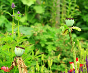 verblühter Mohn_500.webp