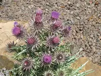 080.webp