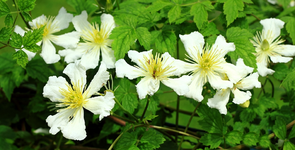 Clematis potaninii_2_1024.webp