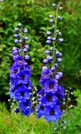 Delphinium Harlekin_600.JPG