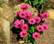 pinke Bornholmmargerite_1024.webp