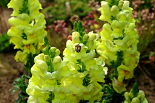 zitronengelbes Löwenmäulchen_1024.webp
