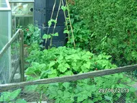 Bohnenbeet.webp