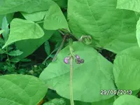 Purple Teepee.webp