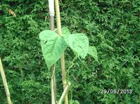 Stangenbohne 2 Meter.webp