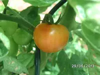 Harzfeuer (2).webp