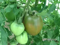 Purple Rusian.webp