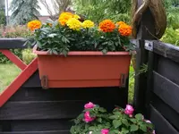 Tagetes1.webp