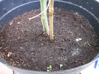 SAM_0957.webp