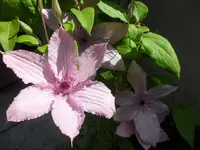 SAM_1221.webp