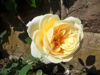 SAM_1214.webp