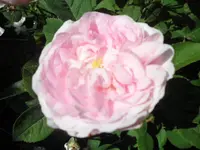 SAM_1218.webp