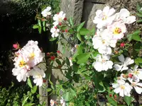 SAM_1222.webp