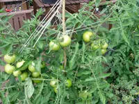 SAM_0961.webp
