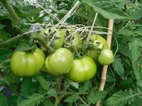 SAM_0962.webp
