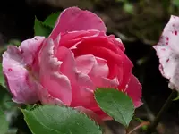 P1100892 (800x600).webp