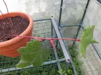 13-06-26 Okra Red Burgundy2.webp