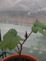 13-06-26 Okra Red Burgundy3.webp