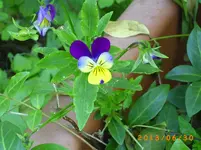 garten juni 10 002.webp