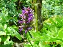 garten juni 10 004.webp