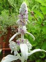 garten juni 10 027.webp