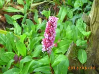 garten juni 10 008.webp