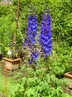 garten juni 10 009.webp