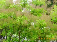 garten juni 10 019.webp