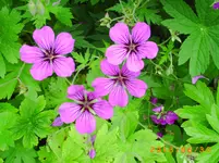 garten juni 10 029.webp