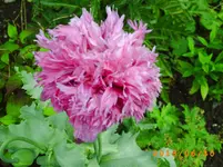 garten juni 10 018.webp