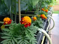 Tagetes.webp