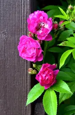 DSC_5505_Rose.webp