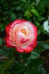 DSC_5835_Rose.jpg