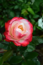 DSC_5835_Rose.webp