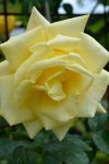 DSC_5870_gelbe_Rose.jpg