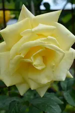 DSC_5870_gelbe_Rose.webp