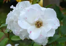 DSC_5873_weiSe_Rose.webp