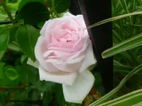 P1070091.webp