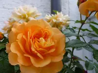 P1070124.webp
