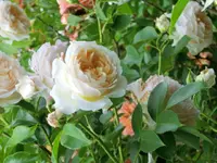 CIMG3886.webp